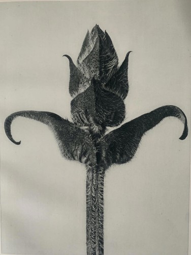 1929 karl blossfeldt druck - druck,