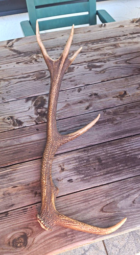 Hirsch abwurfstange 5ender - hirsch,