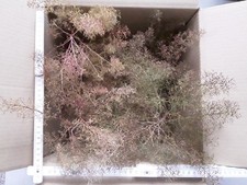 Seemoos/ Meerschaum für