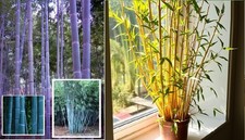 Bambus-Set Blau + Golden für