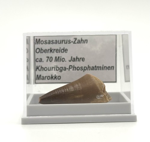 Schöner mosasaurus zahn - 1,