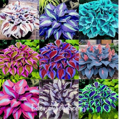 100pcs mixed hosta pflanze - 100pcs,
