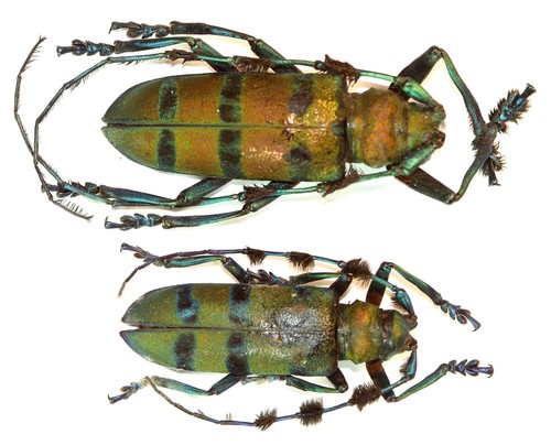 Coleoptera cerambycidae - coleoptera,,