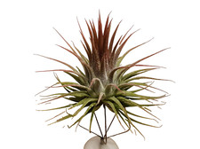 Tillandsien Airplants