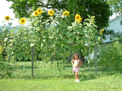 Riesen sonnenblume sky - ,