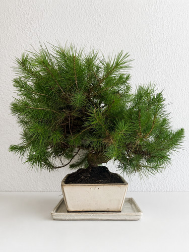 Pinus halepensis bonsai - pinus, 15