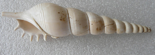 Große tibia fusus - große,