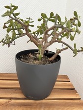 Lechuza Classico Color 21  Schiefergrau