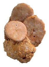 Pliozän  3x Rotuloidea