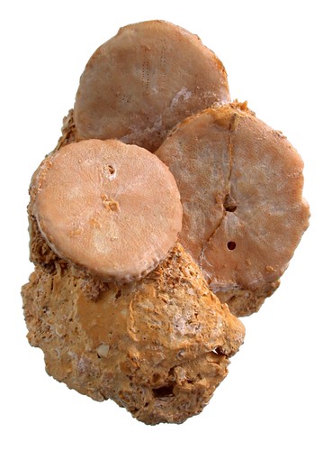 Pliozän rotuloidea - pliozän, 3x