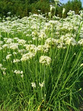 500 Samen Schnittknoblauch