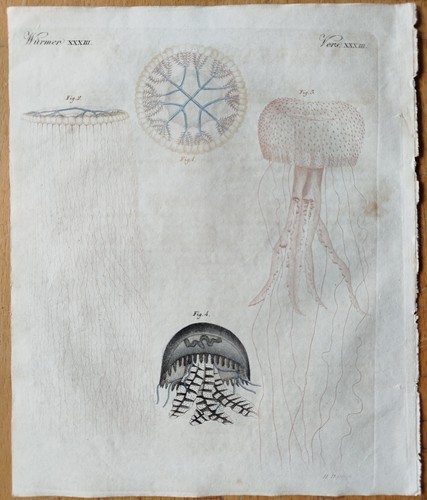 Quallen dianaea bertuch - quallen,