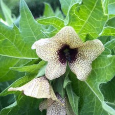 Bilsenkraut Hyoscyamus niger berauschende und erotisierende Zauberpflanze