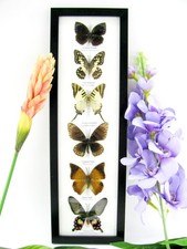 6 echte präparierte