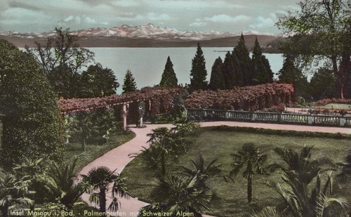 Insel mainau palmengarten - ak,