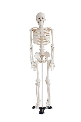 Display4top anatomie skelett - display4top,