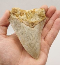 Megalodon shark tooth with
