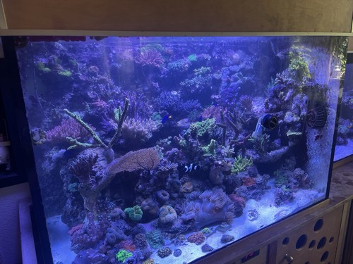 Meerwasser aquarium leer - aquarium,