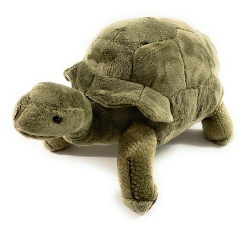 Landschildkröte schildkröte - landschildkröte,