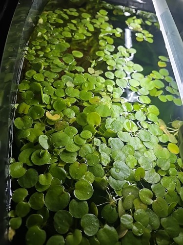 Aquarium 11x - aquarium:,