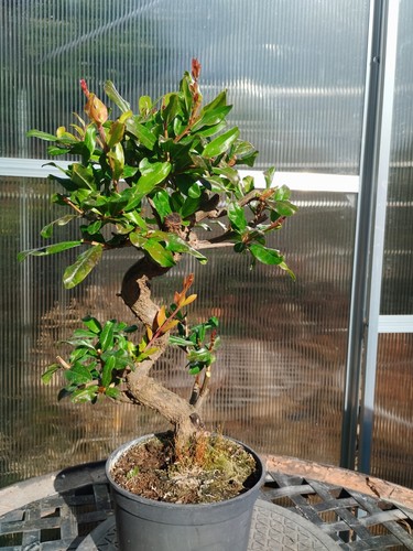 Bonsai punica granatum - punica, nejikan
