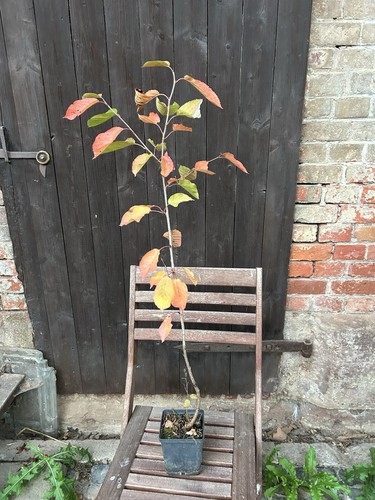 Bonsai rohling kirschbaum - bonsai, im