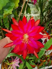 Epiphyllum Blattkakteen