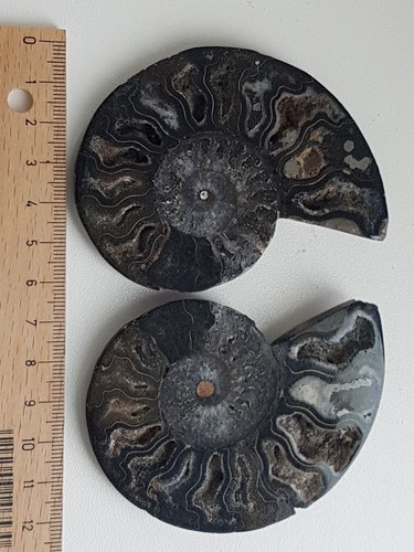 Fossilien sammlung konvolut - fossilien,,