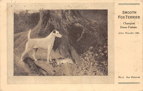 404679 tier mit hunde - tier,