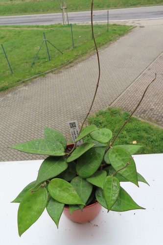 Wachsblume hoya parasitica - wachsblume,