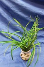 5x Kunstblume Farn Gräser ? Pflanze Blume Dekoration