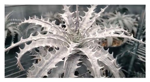 Dyckia marnier lapostollei - 5x,
