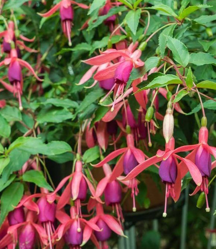 Fuchsien pflanze condor - pflanze, "condor"