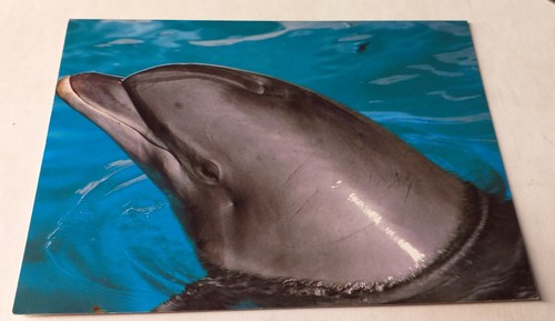 Delfin delphin dolphin holyday - delfin,