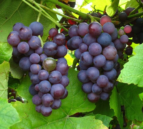 Weinrebe kourgan rose - weinrebe,