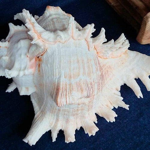 Meeresmuschel dekomuschel - meeresmuschel,