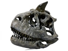 Carnotaurus Sastrei