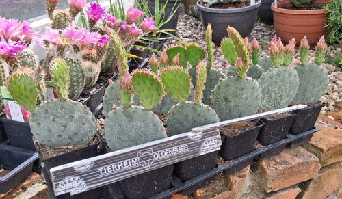Opuntia violacea frosthart