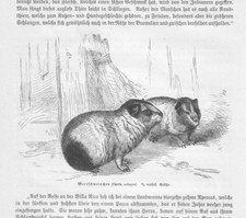 Meerschweinchen Cavia porcellus   Holzstich von  1883