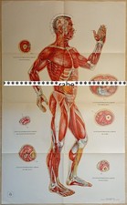Akupunktur-Poster  Papier /