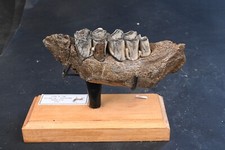 Hirschbacken Elf Fossil