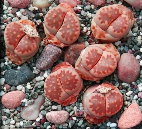 869xz lithops marmorata - lithops,