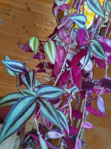 Tradescantia zebrina violet - tradescantia, „violet