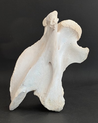 Giraffenhalswirbel mit cites - giraffenhalswirbel,