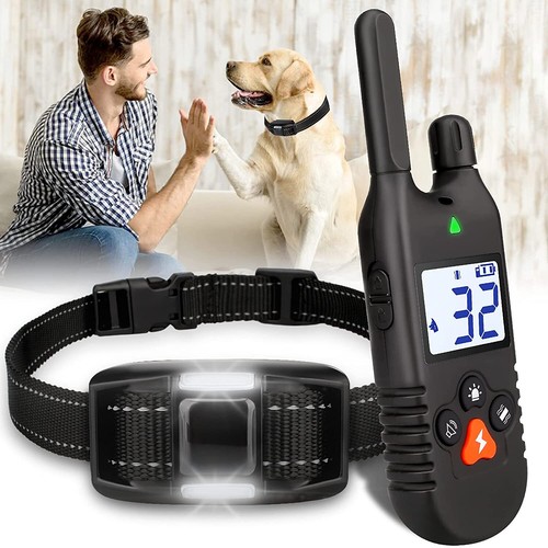 1000m hund ausbildung - hund,