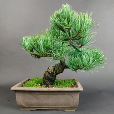 Bonsai - Mädchenkiefer, Pinus Pentaphylla, Japan