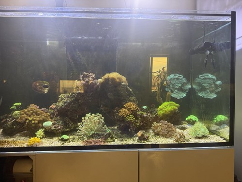 Meerwasser komplettaquarium - meerwasser,