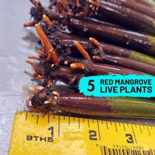Red Mangrove Tree 5 Live