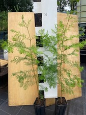 3 St. Urwelt-Mammutbaum