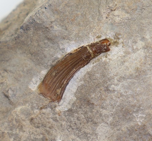 Zahn nothosaurus trias - zahn,,